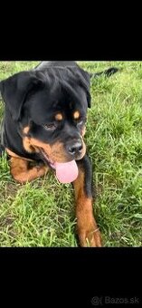 Rottweiler darujem