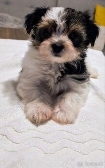 Šteniatko Yorkshire Biewer Terrier