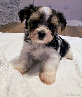 Šteniatko Yorkshire Biewer Terrier
