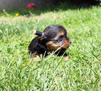 Yorkshire terrier mini
