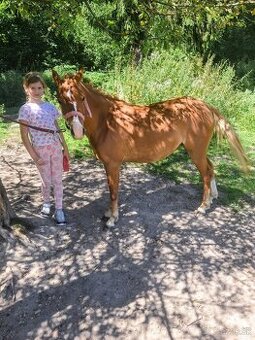 Predám pony kobylku 2rocnu kľudnej povahy