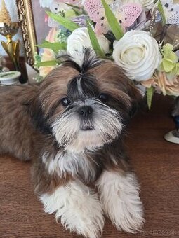 Šteniatka shi tzu