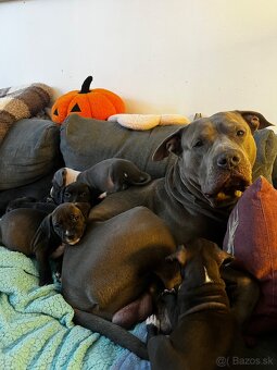 Šteniatka Amerického staforda