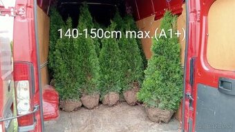 Tuja Smaragd, vavrínovec, červienka, gaštan - Banská Bystric