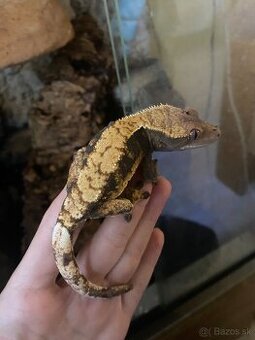 Predám pagekony riasnaté