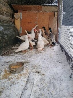 Predám kohútov aj kačky