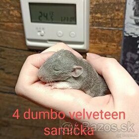 ❤ Dumbo, velveteen potkaníky