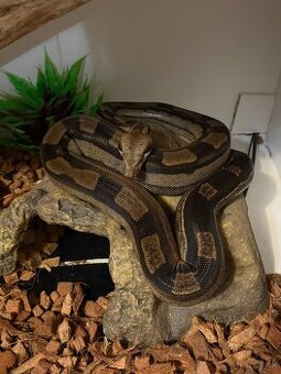 Boa constrictor