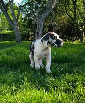 Nemecka doga