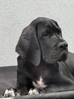 Nemecka doga