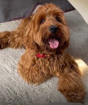 Cockapoo krytie