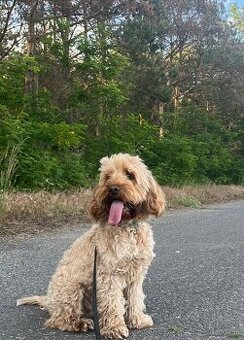 Cockapoo krytie