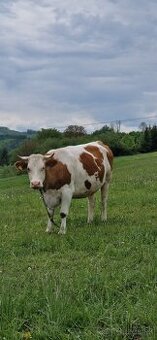 Krava slovenská strakatá