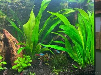 Echinodorus bleheri