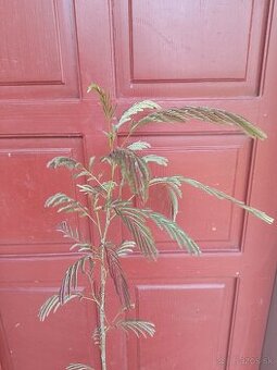 Albizia