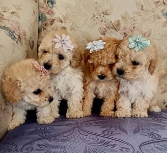 Toy Pudlik - Mini Pudel
