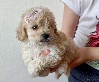 Toy Pudlik - Mini Pudel