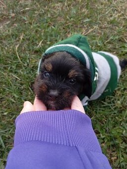 Predám fenku Nelly Yorkshire terier