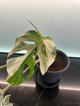 Monstera Albo