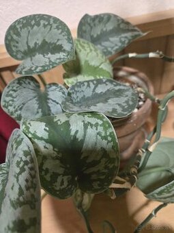Scindapsus exotica - 1