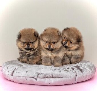 Šteniatka Pomeranian s PP
