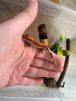 Pagekon riasnaty (correlophus ciliatus)