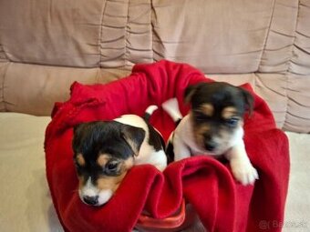 Jack Russell Teriér