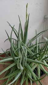 Aloe Vera viac rastlín - 1