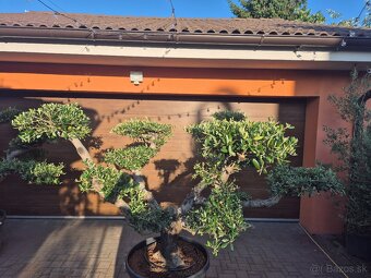Predám Olivovník bonsai