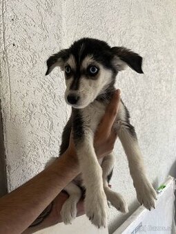 Sibírsky husky
