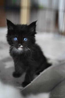 Mainská mývalia - maine coon - 2 mačiatka s modrými očkami