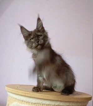 Maine Coon s PP