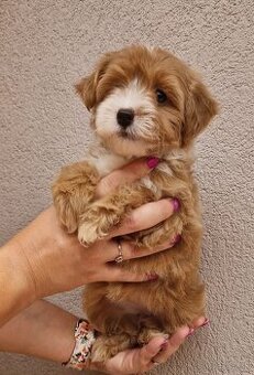 Maltipoo