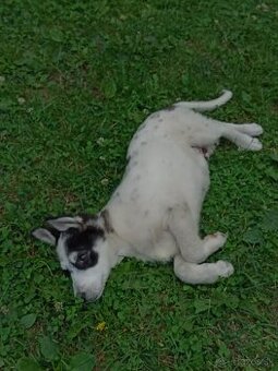 Psík do dobrých ruk