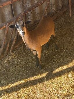 Predám kamerunskú ovcu a barana