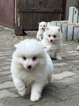 Šteniatka nemecký špic (stredný)