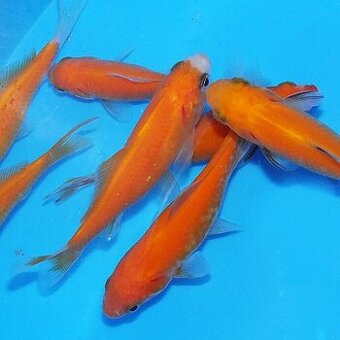 Jazierkové ryby  - karas zlatý