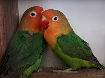 Agapornis Fischer s DNA