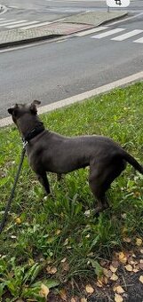 Americký stafordšírsky teriér