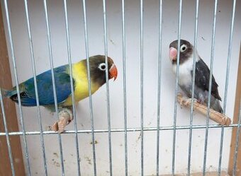 Agapornisy škraboškové - pár