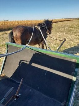 Predam welsh pony