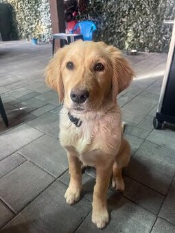 Zlatý retriever šteniatko