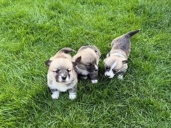 Welsh Corgi