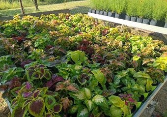 Coleusy - okrasná žihlava