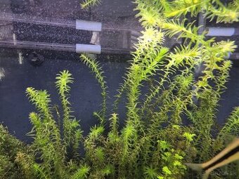 Egeria densa