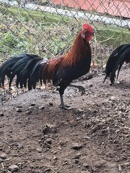 Predám kohútov fénix