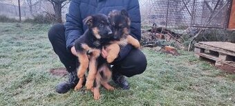 Nemecký ovčiak šteniatka