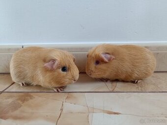 Morčatá ,Morča,Morské prasiatka