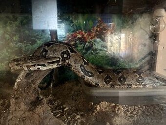 Veľhad Kráľovský BOA constrictor