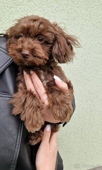 Maltipoo